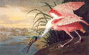 John James Audubon Roseate Spoonbill oil painting artist